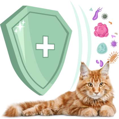 Hogyan erősítsd cicád immunrendszerét? – 7 biztos tipp állatorvosi jóváhagyással